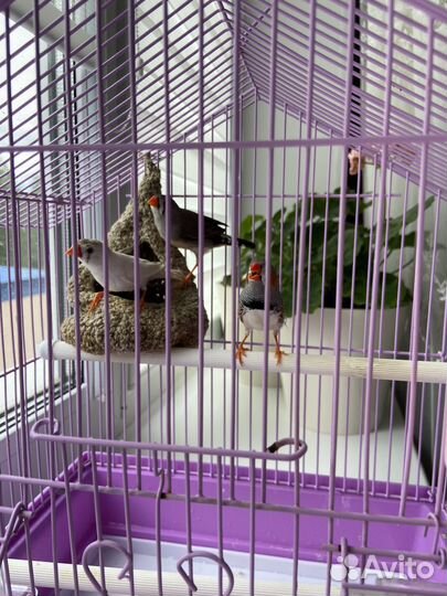 Амадины с клеткой