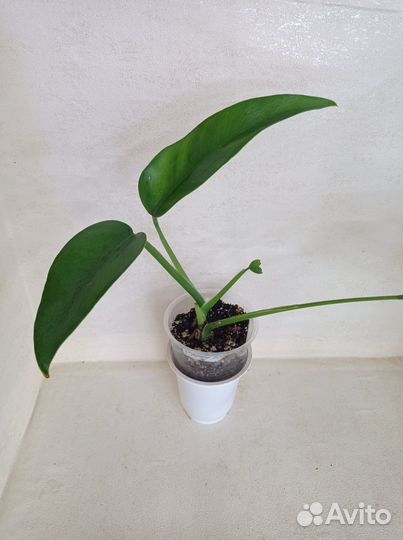 Комнатные растения (Ароидные)