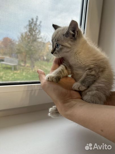 Котенок мальчик в добрые руки