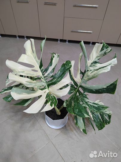 Монстера Альба делециоза