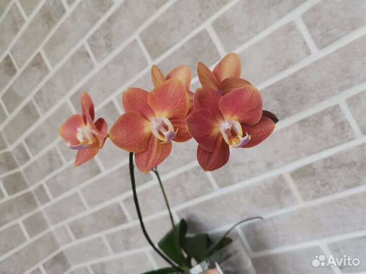 Орхидея фаленопсис сорт Горизонт