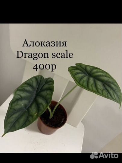 Алоказия Dragon scale