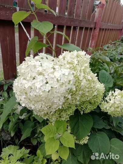 Гортензия