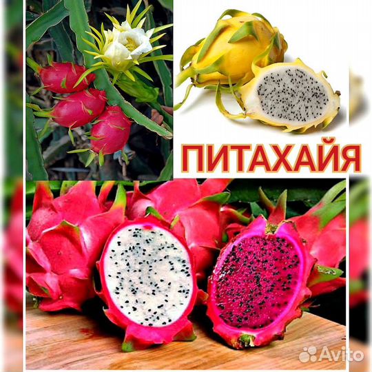 Семена Питахайя Драконий Фрукт Сердце Дракона