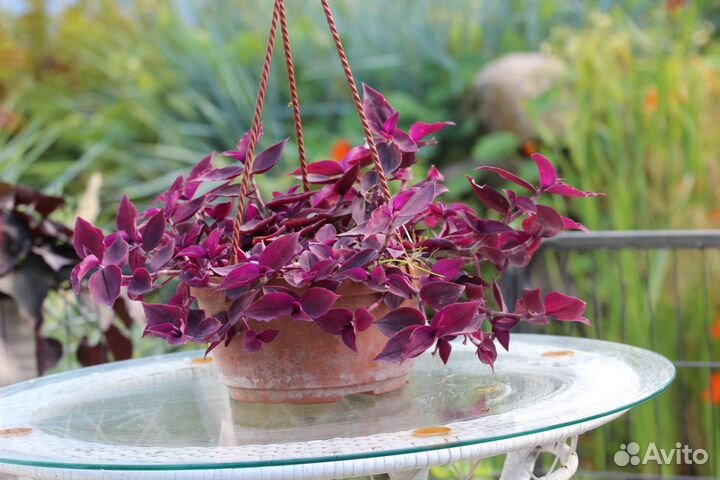 Комнатные цветы традесканция