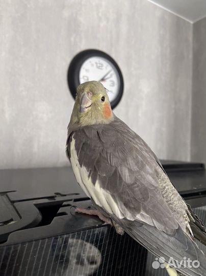 Ручная девочка корелла