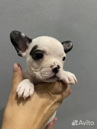 Французский бульдог щенки