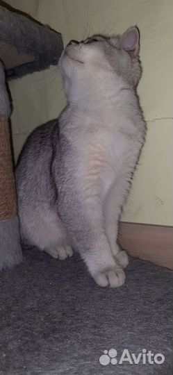 Британские котята