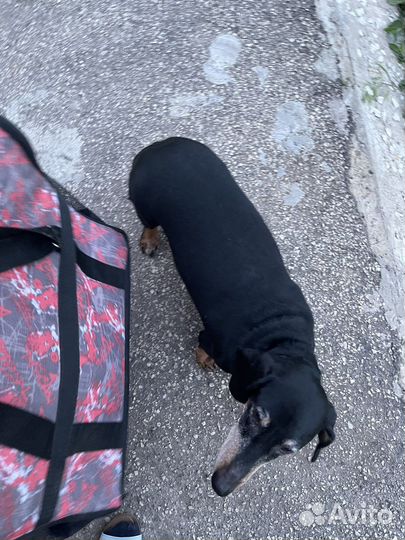 Сумка переноска для собак и кошек