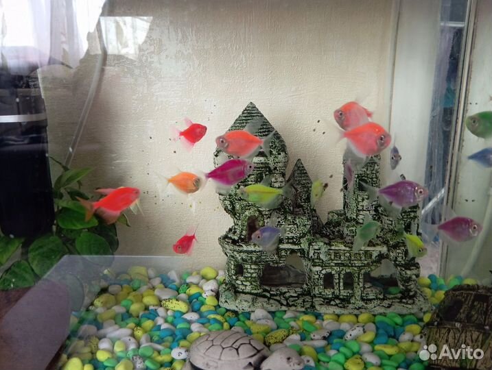 Рыбки тернеция