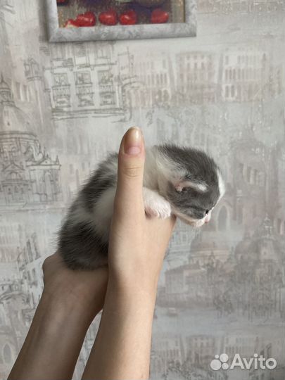 Отдам в добрые руки