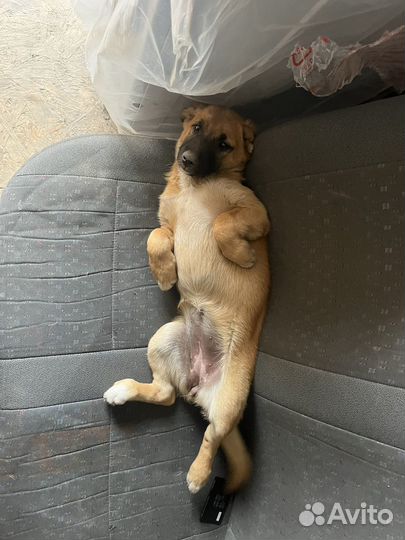 Собака в добрые руки отдам бесплатно