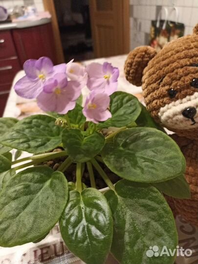 Фиалка в гошочке