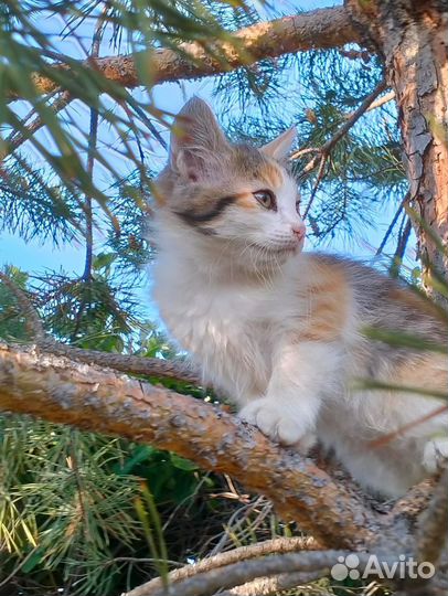 Котята приносящие удачу