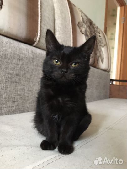 Кошка в добрые руки