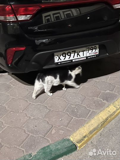 Кошка в добрые руки