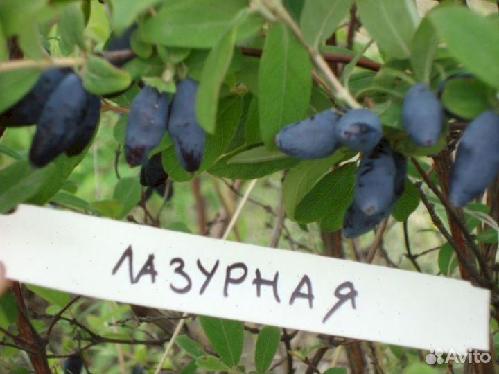 Саженцы жимолости Лазурная