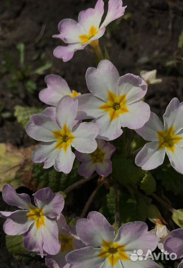 Садовые цветы Примула