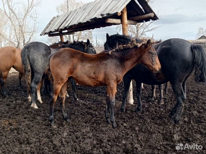 Верховой жеребчик