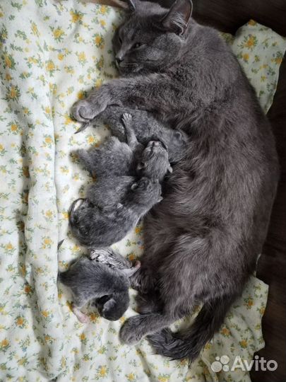 Британские котята