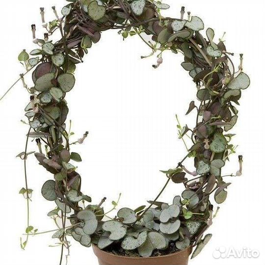 Церопегия Вуда