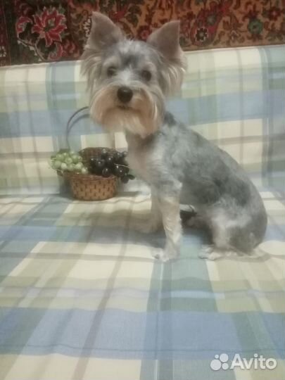 Йоркширский терьер щенки