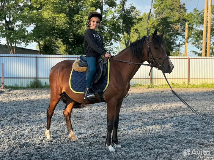 Уэльская кобыла