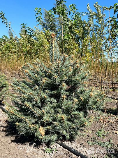 Саженцы декорация