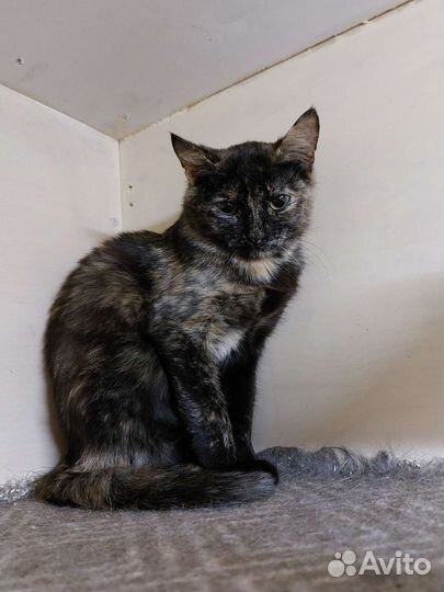 Кошечка Чуня