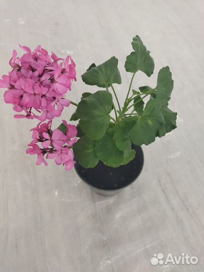 Пеларгония герань