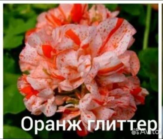 Пеларгония герань