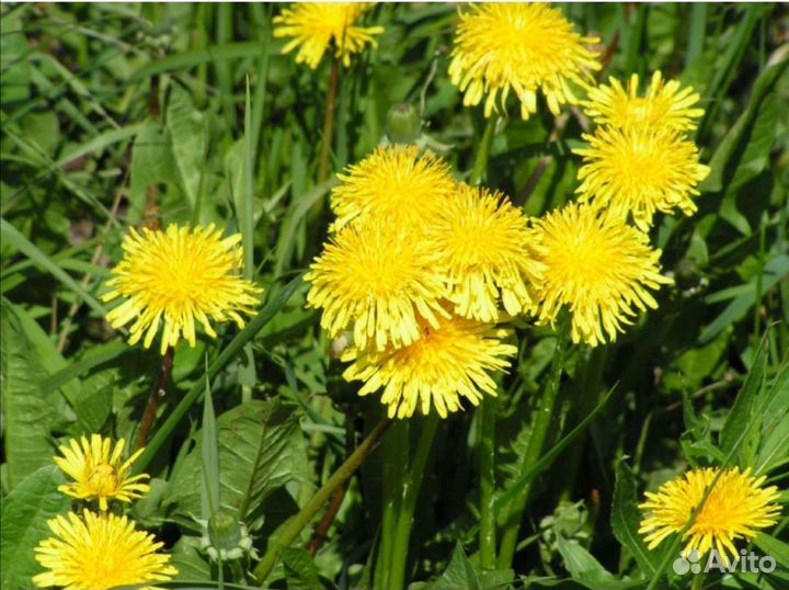 Зеленый корм для сухопутных черепах бесплатно