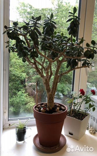 Крассула толстянка