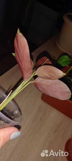 Калатея кненанта