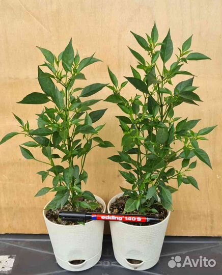 Перчики комнатные острые