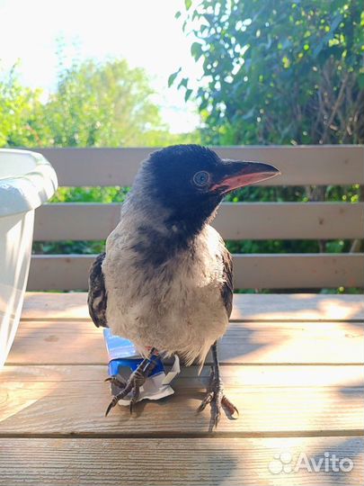 Птенец вороны