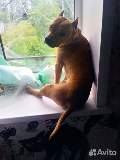 Стаффордширский терьер