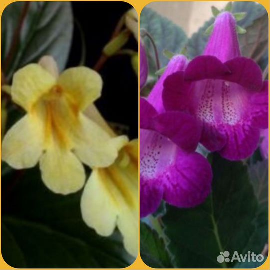 Примулина и смитикидония