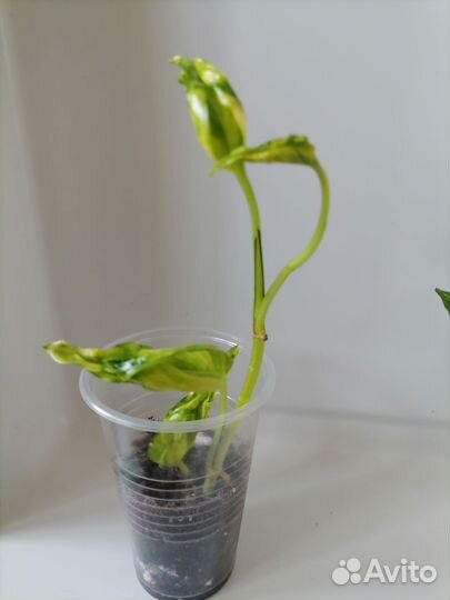 Комнатные растения