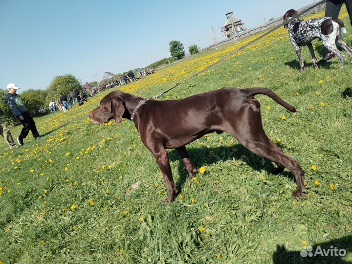 Курцхаар вязка