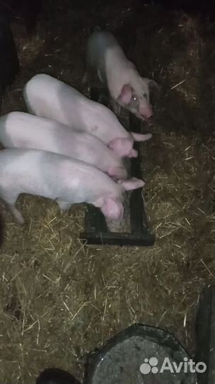 Поросята