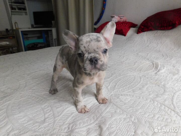 Щенок Французского Бульдога. Шикарная девочка:)