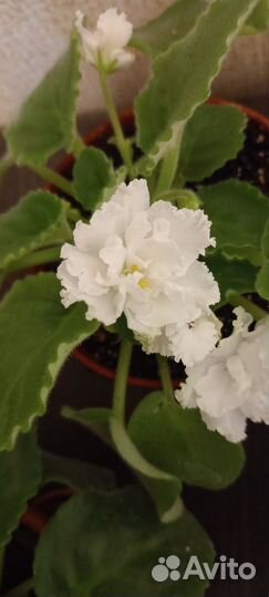 Фиалка в горшках