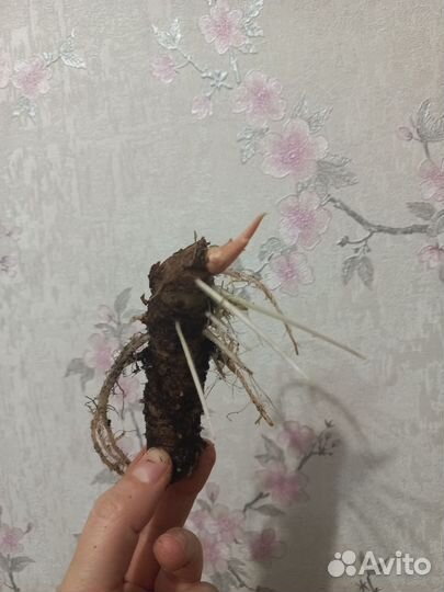 Алоказия Полли