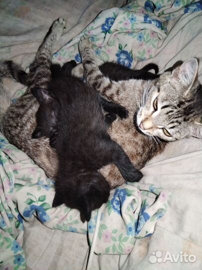 Котята в добрые руки