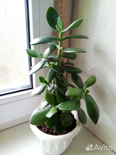 Денежные деревца-Толстянки