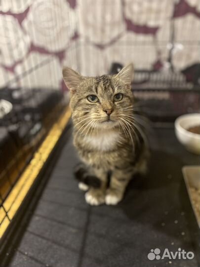 Котик Амурчик