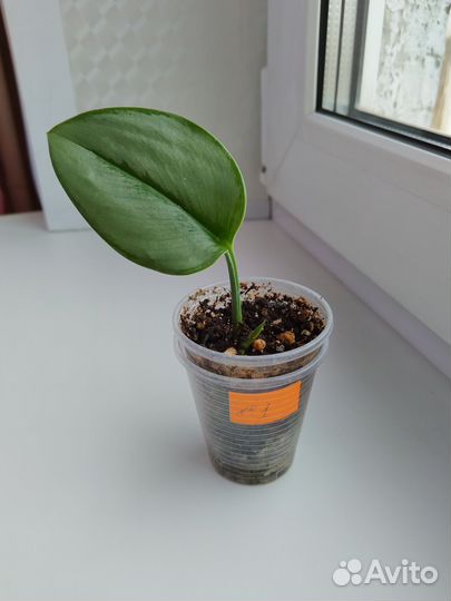 Сциндапсус Мунлайт