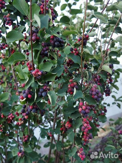 Ирга обыкновенная окс