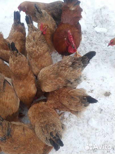 Кучинская Юбилейная - инкубационное яйцо